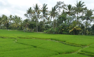 Rice field view